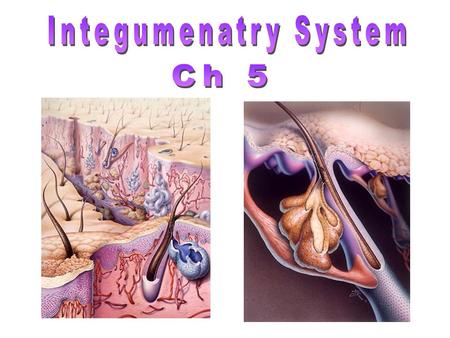 Protection- mechanical, chemical, bacterial Body temperature regulation Prevent water loss Metabolic- synthesize vitamin D Cutaneous Sensation Blood.