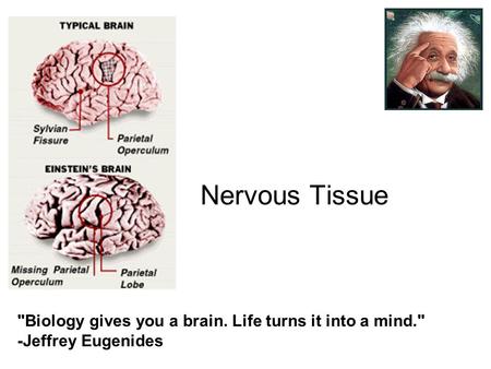 Fundamentals of the Nervous System and Nervous Tissue