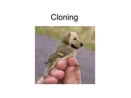 Cloning.