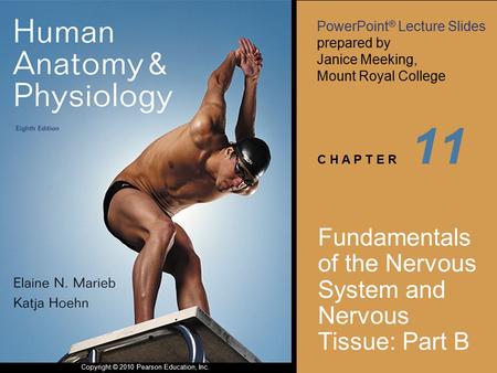 Fundamentals of the Nervous System and Nervous Tissue: Part B