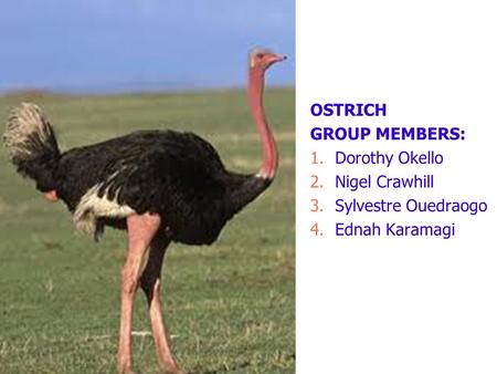 OSTRICH GROUP MEMBERS: 1.Dorothy Okello 2.Nigel Crawhill 3.Sylvestre Ouedraogo 4.Ednah Karamagi.