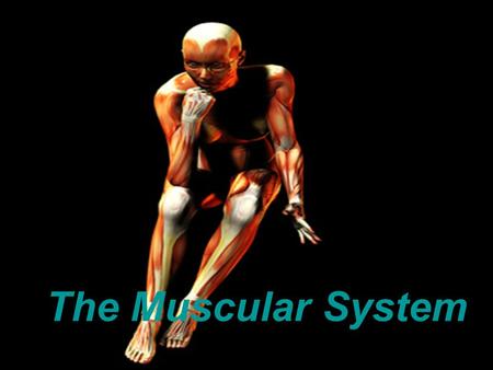 The Muscular System.