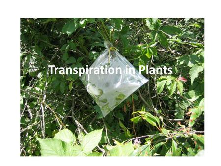 Transpiration in Plants