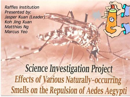  Aedes Aegypti, commonly known as Aedes mosquitoes, are a dangerous species of mosquitoes, which play the role of the carriers of potentially deadly.