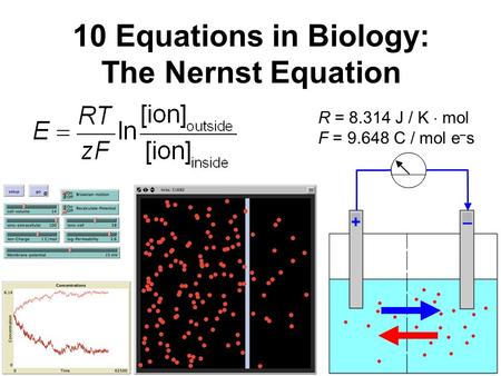 10 Equations in Biology: The Nernst Equation +– R = 8.314 J / K  mol F = 9.648 C / mol e – s.