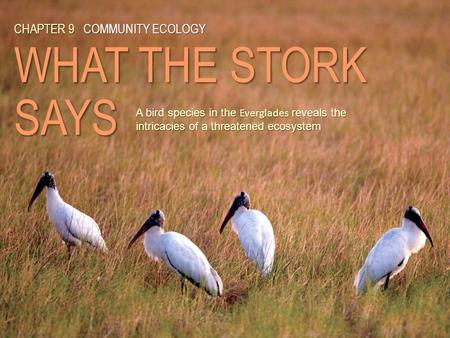 CHAPTER 9 COMMUNITY ECOLOGY WHAT THE STORK SAYS