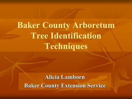 Baker County Arboretum Tree Identification Techniques Alicia Lamborn Baker County Extension Service.