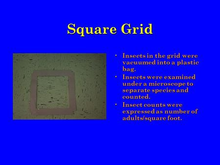 Square Grid Insects in the grid were vacuumed into a plastic bag. Insects were examined under a microscope to separate species and counted. Insect counts.