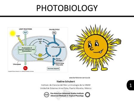 1 Nadine Schubert Instituto de Ciencias del Mar y Limnología de la UNAM Unidad de Sistemas Arrecifales, Puerto Morelos, México PHOTOBIOLOGY.