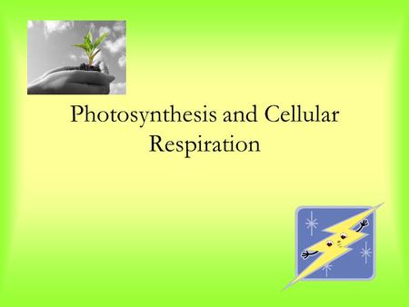 Photosynthesis and Cellular Respiration