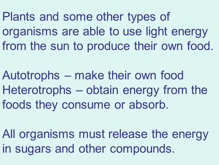 Autotrophs – make their own food