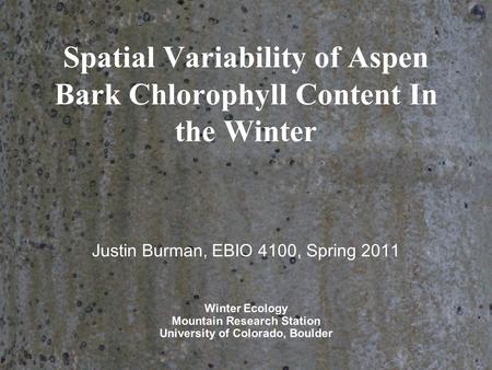 Spatial Variability of Aspen Bark Chlorophyll Content In the Winter Justin Burman, EBIO 4100, Spring 2011 Winter Ecology Mountain Research Station University.