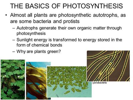 Almost all plants are photosynthetic autotrophs, as are some bacteria and protists –Autotrophs generate their own organic matter through photosynthesis.