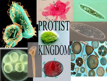 PROTIST KINGDOM.