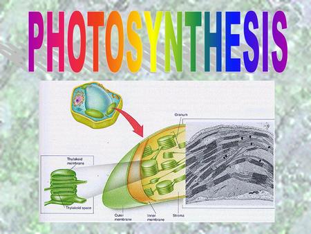 PHOTOSYNTHESIS.