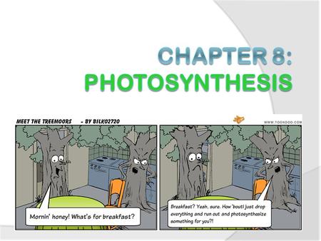 Where does the energy for living things come from?  Autotrophs – make their own food Plants and other organisms (like algae) can use light energy from.