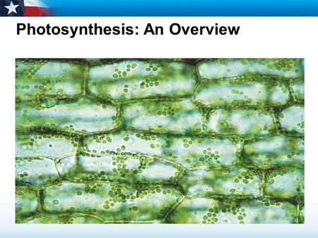 Photosynthesis: An Overview