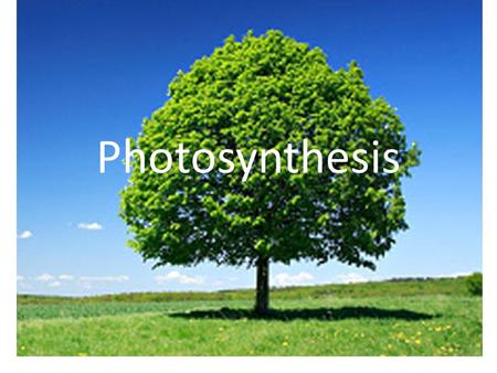 Photosynthesis.