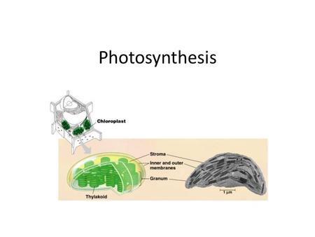 Photosynthesis.