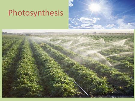 Photosynthesis.