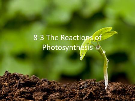 8-3 The Reactions of Photosynthesis