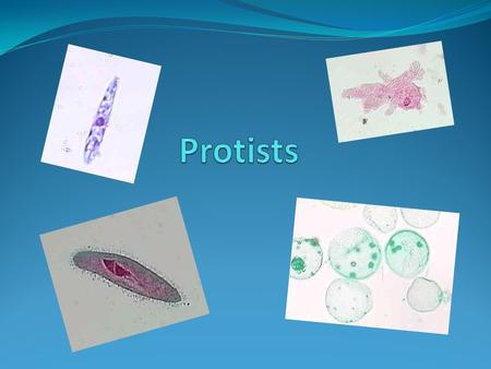 Protists.