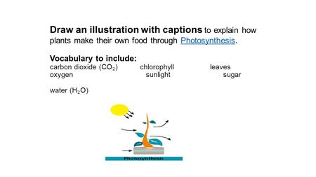 Draw an illustration with captions to explain how plants make their own food through Photosynthesis. Vocabulary to include: carbon dioxide (CO₂)