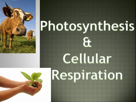  Glucose  2 ATP’s  Glycolysis  Kreb’s cycle  ETC.