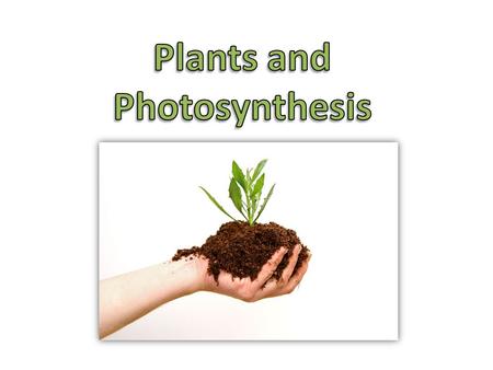 Plants and Photosynthesis