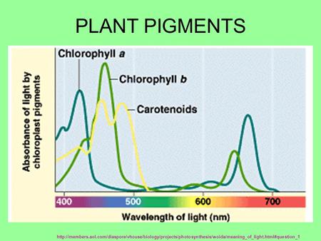 PLANT PIGMENTS.