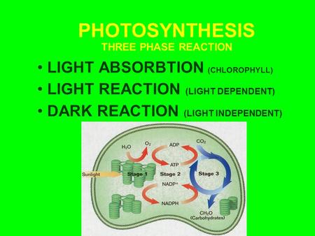 PHOTOSYNTHESIS THREE PHASE REACTION