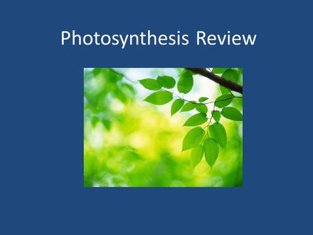 Photosynthesis Review