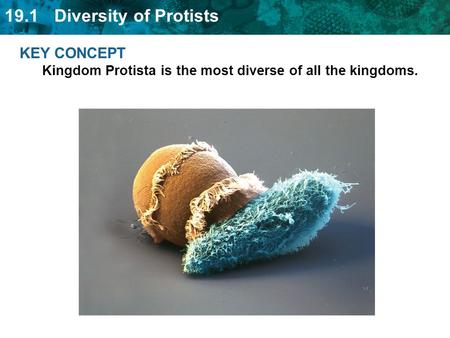 KEY CONCEPT  Kingdom Protista is the most diverse of all the kingdoms.