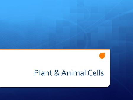 Plant & Animal Cells.