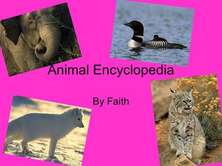 Animal Encyclopedia By Faith. Table of Contents Black footed ferret Caroline Wren Bengal Tiger African Wild Dog California sea lion Blue crab Flying snake.