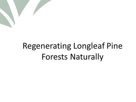 Click to edit Master title style Regenerating Longleaf Pine Forests Naturally.