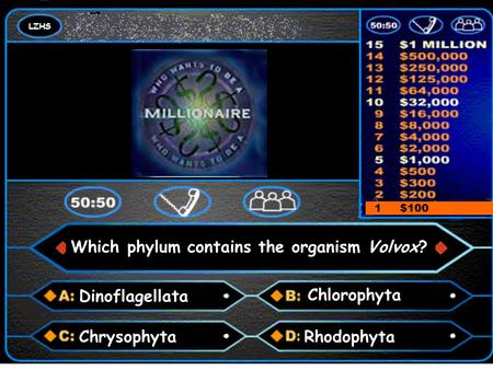 LZHS A number and a colon 1 $100 Which phylum contains the organism Volvox? Dinoflagellata Chlorophyta RhodophytaChrysophyta.