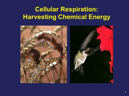 1 Cellular Respiration: Harvesting Chemical Energy.