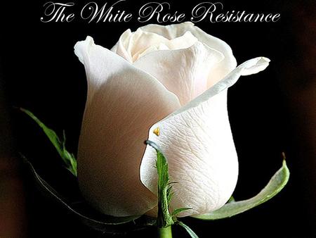 The White Rose Resistance