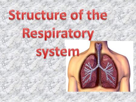 Structure of the Respiratory system