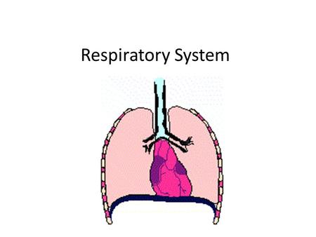 Respiratory System.