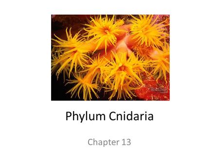 Phylum Cnidaria Chapter 13.