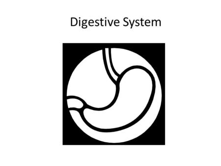 Digestive System.