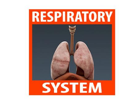 The Mechanism of Breathing