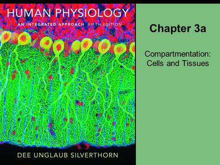 Compartmentation: Cells and Tissues