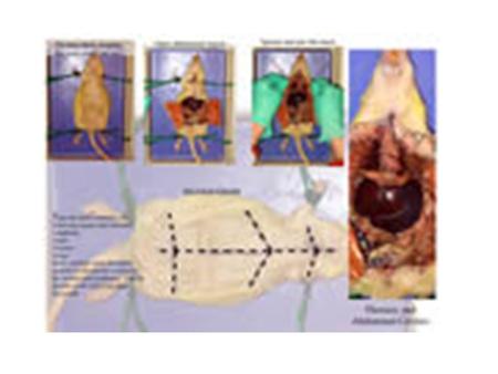 Rat Dissection MUSCLES Source #5 Rat Dissection MUSCLES Source #5.