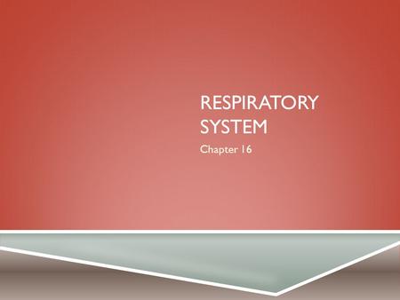 Respiratory System Chapter 16.