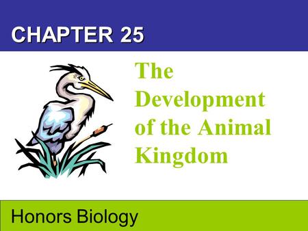 The Development of the Animal Kingdom