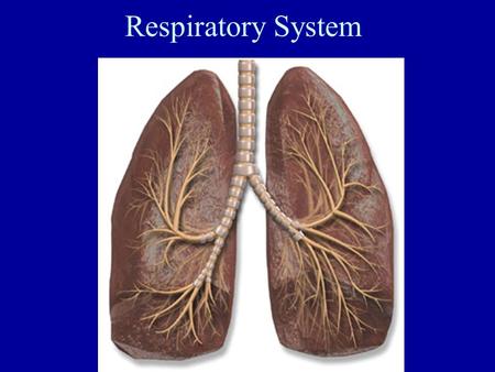 Respiratory System.