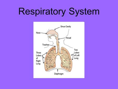 Respiratory System.